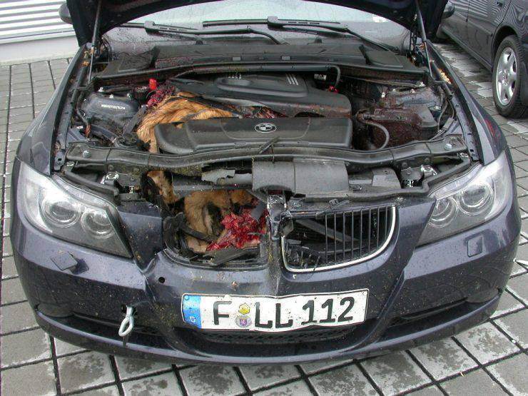 BMW kontra lis 2