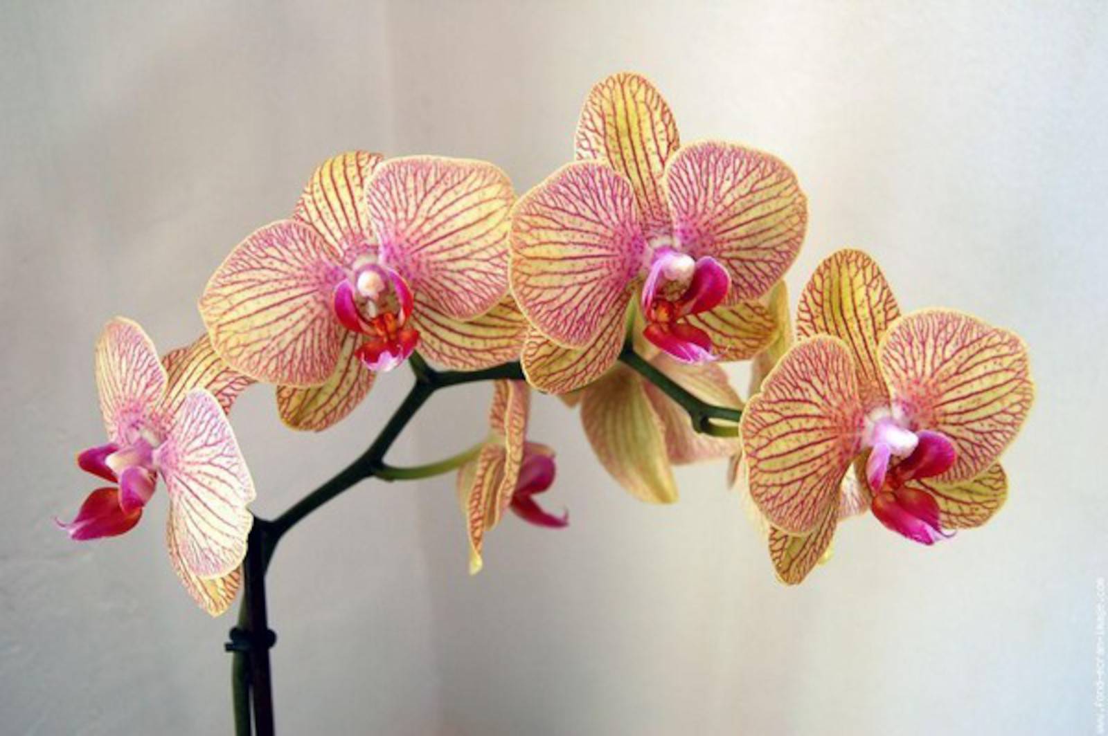 Орхидея Phalaenopsis полосатик