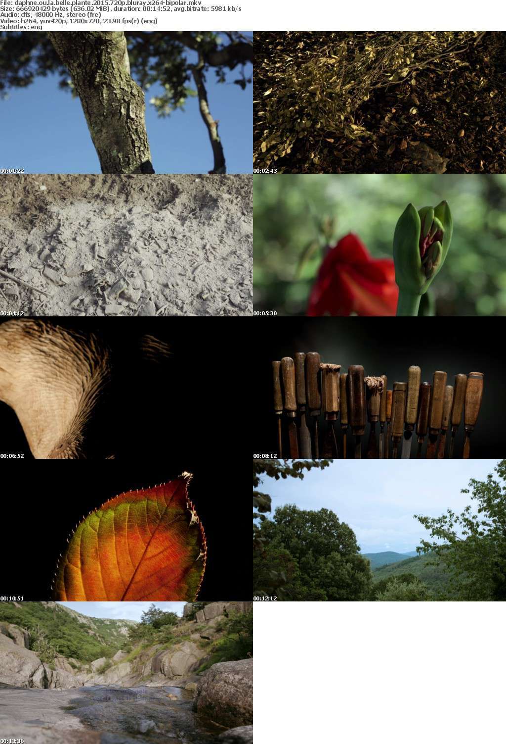 Daphne ou La Belle Plante 2015 720p BluRay x264-BiPOLAR Daphne ou La Belle Plante 2015 720p BluRay x264-BiPOLAR