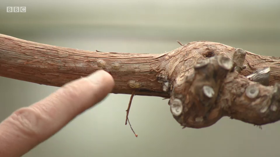 The Beechgrove Garden S41E04 Episode 4 540p iP WEB-DL AAC2 0 H 264-SOIL The Beechgrove Garden S41E04 Episode 4 540p iP WEB-DL AAC2 0 H 264-SOIL