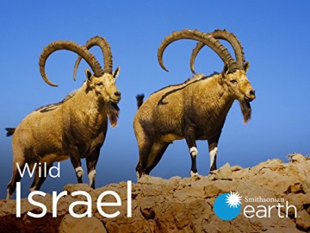 Wild Israel S01E01 The Negev Desert 480p x264-mSD