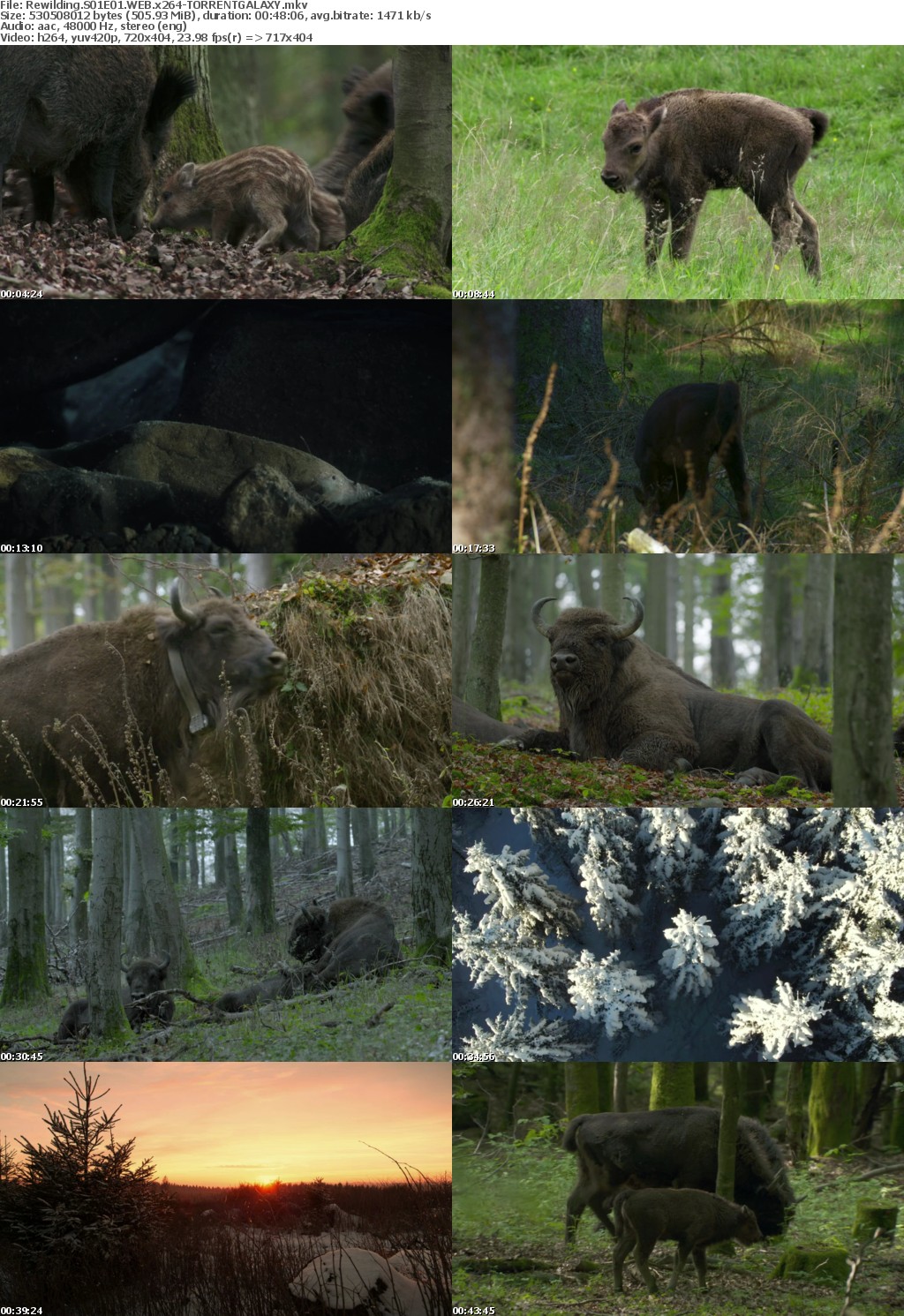 Rewilding S01E01 WEB x264-GALAXY